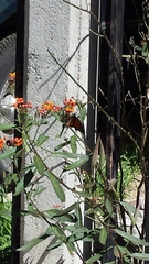 Danaus plexippus