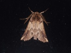 Declana junctilinea