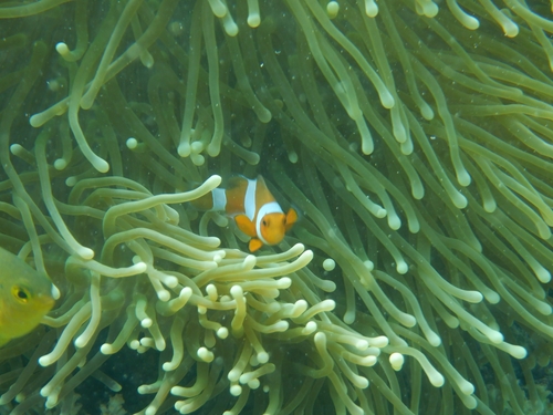Amphiprion ocellaris