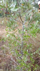 Quercus incana