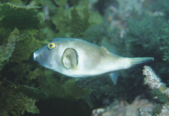 Omegophora armilla