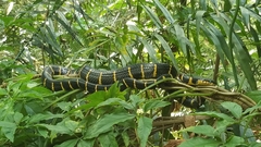 Boiga melanota