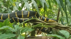 Boiga melanota