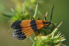Calopteron reticulatum