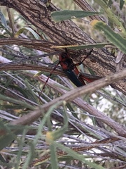 Stenaspis verticalis insignis