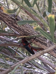 Stenaspis verticalis insignis