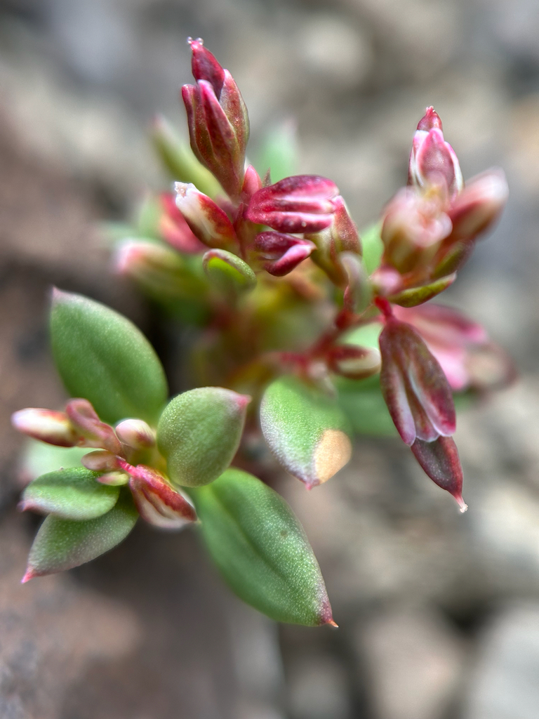 Mrs. Austin's knotweed