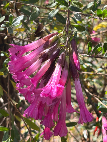Cantua buxifolia