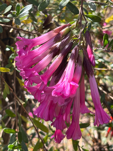 Cantua buxifolia