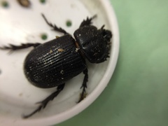 Hemiphileurus illatus