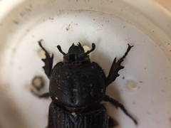 Hemiphileurus illatus