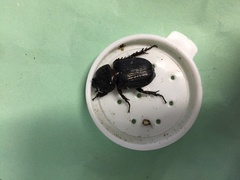 Hemiphileurus illatus