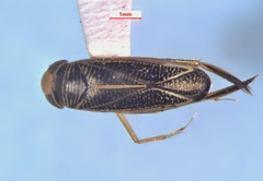 Sigara solensis