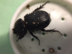 Hemiphileurus illatus