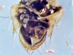 Sigara solensis