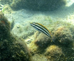 Petroscirtes fallax