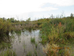 Sigara solensis