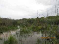 Sigara solensis
