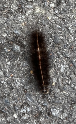 Breitflügeliger Fleckleibbär