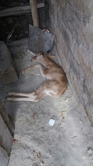 Alcelaphus buselaphus