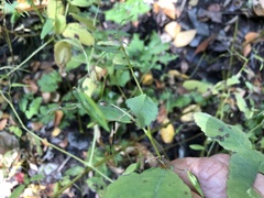Impatiens pallida