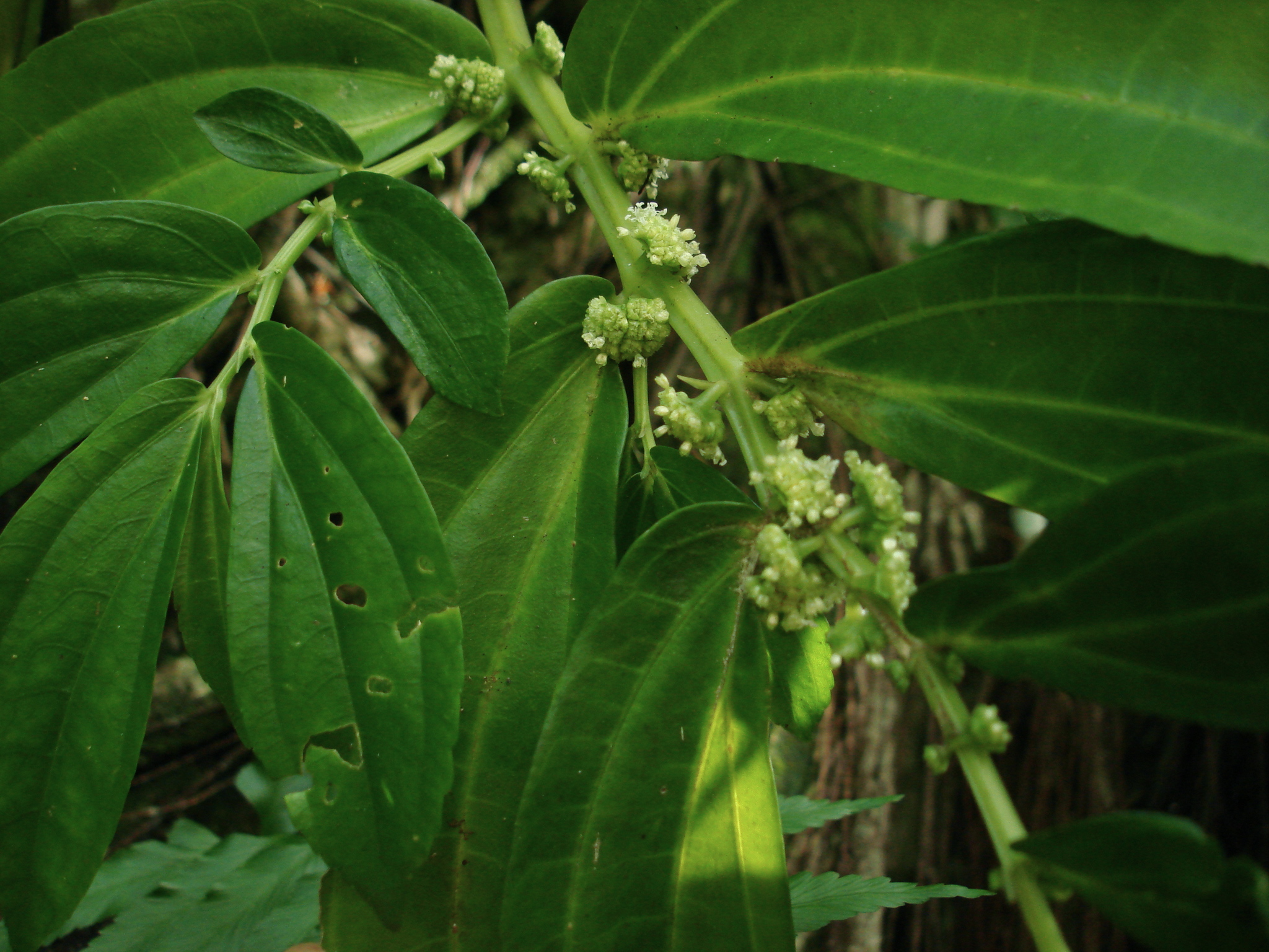 Elatostema calcareum