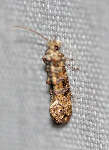 Clemens' Bark Moth photo 4