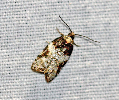 Eastern Black-headed Budworm Moth photo 3