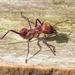 Hormiga Arriera Roja - Photo (c) Denilson Eliu Ordoñez Moreno, algunos derechos reservados (CC BY-NC)
