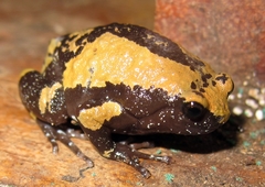 Uperodon triangularis