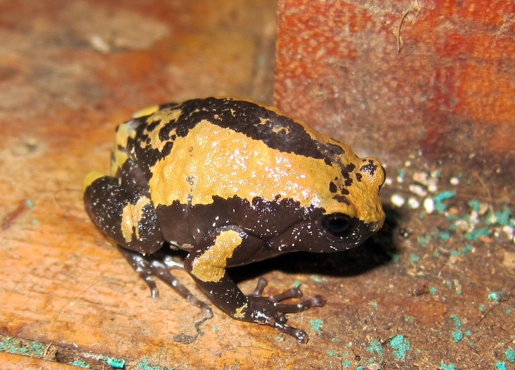Malabar Dot Frog