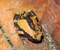 Uperodon triangularis