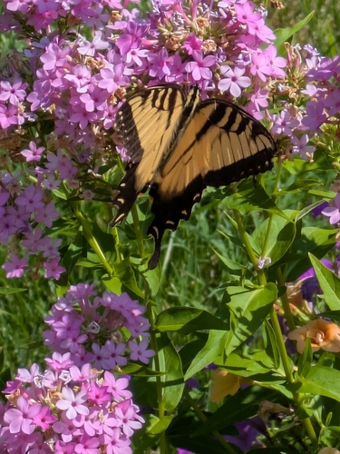 Eastern Tiger Swallowtail