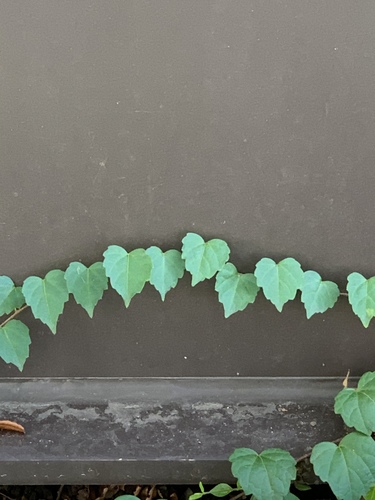 Parthenocissus tricuspidata