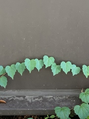 Parthenocissus tricuspidata