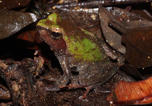 Phrynobatrachus liberiensis