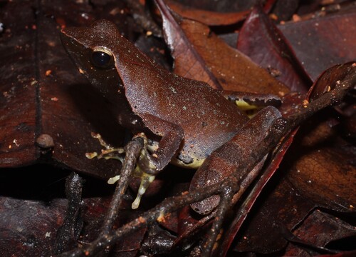 Coast River Frog