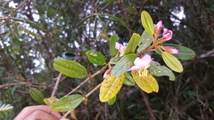 Dichaetanthera arborea