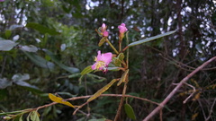 Dichaetanthera arborea