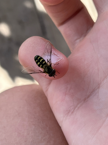 Unknown species found near Flathead County, US-MT, US
