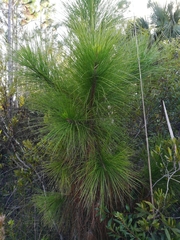 Pinus elliottii densa