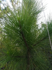 Pinus elliottii densa