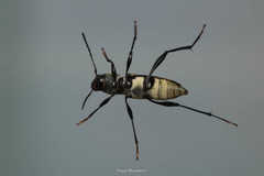 Neoclytus hoegei