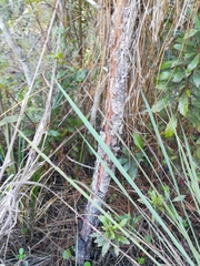 Pinus elliottii densa