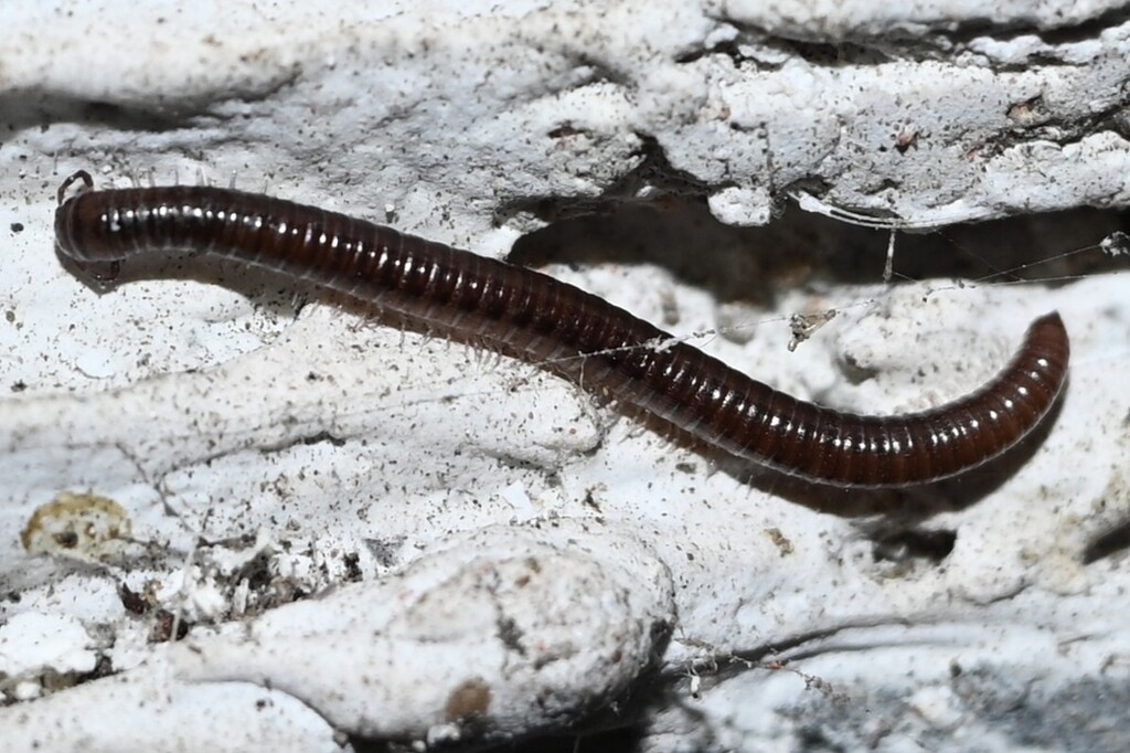 Skleroprotopus coreanus