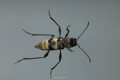 Neoclytus hoegei