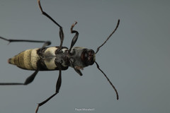 Neoclytus hoegei