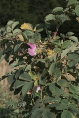 Rosa heckeliana, photograph (c) fmunoz, some rights reserved (CC BY)