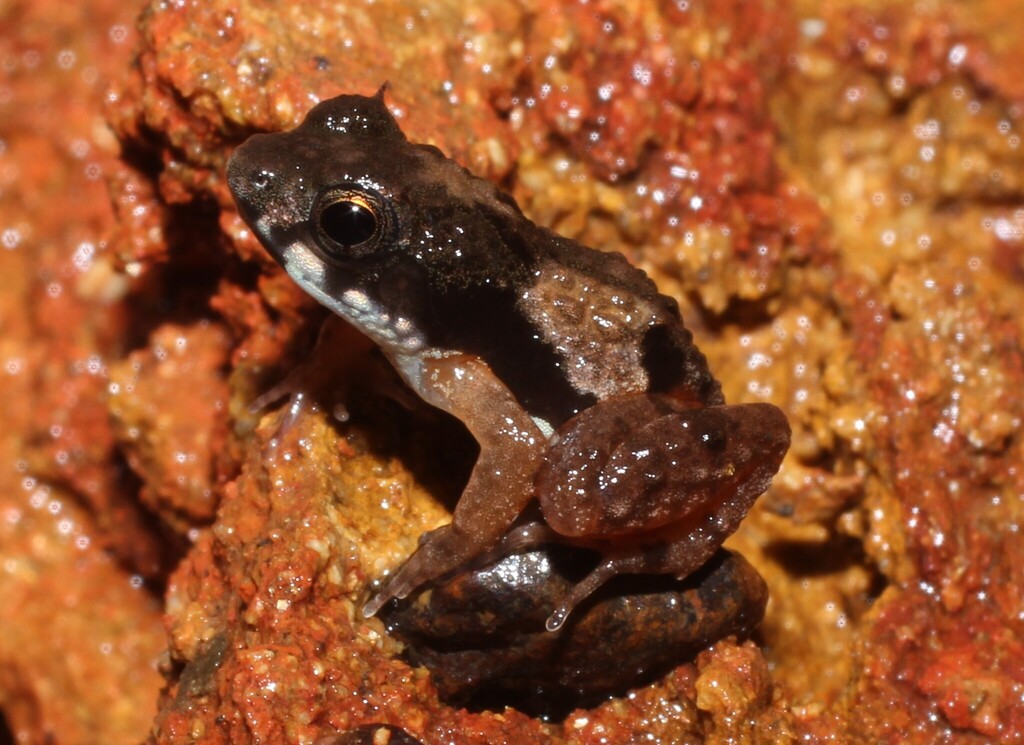 Yapo River Frog