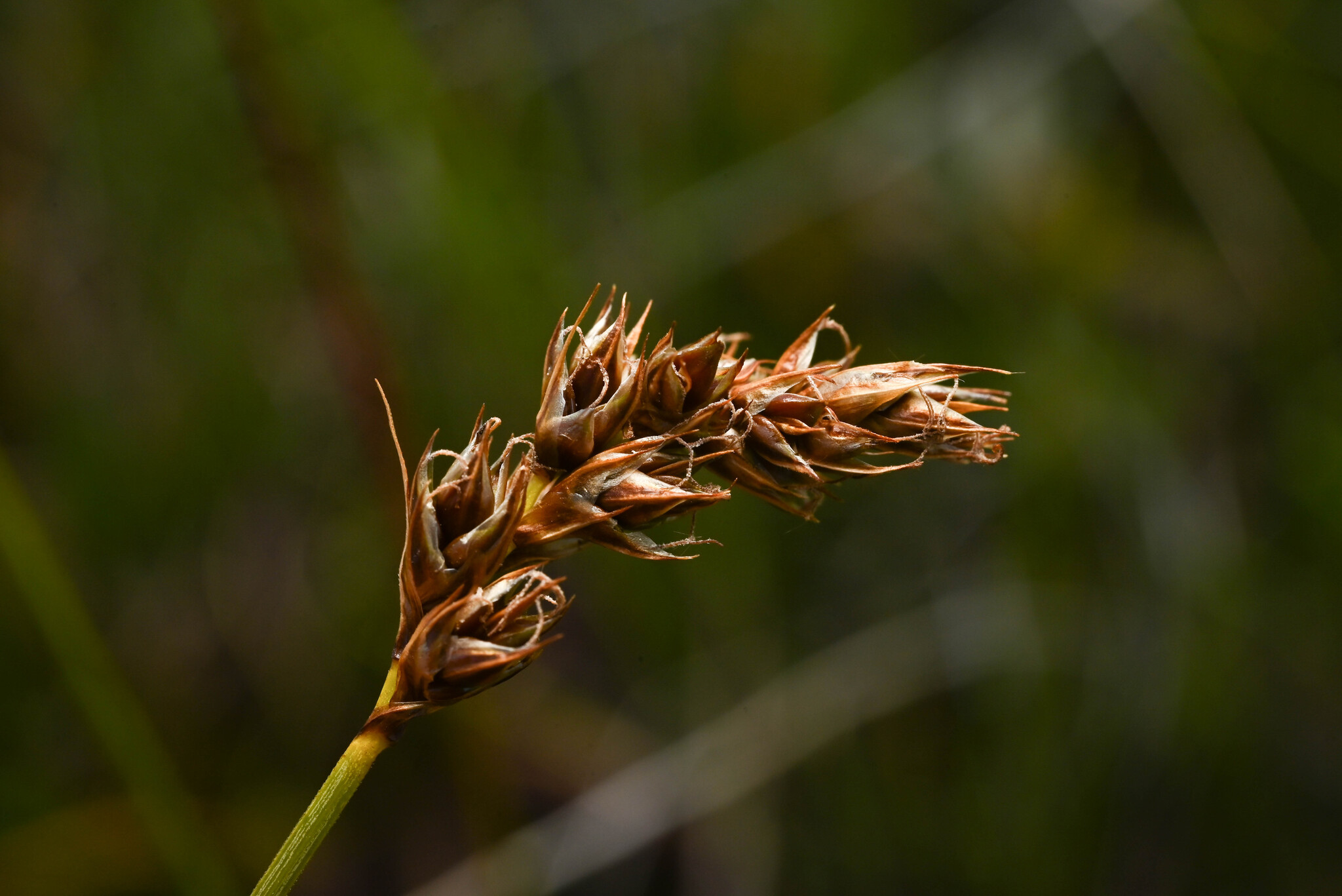 Carex simulata